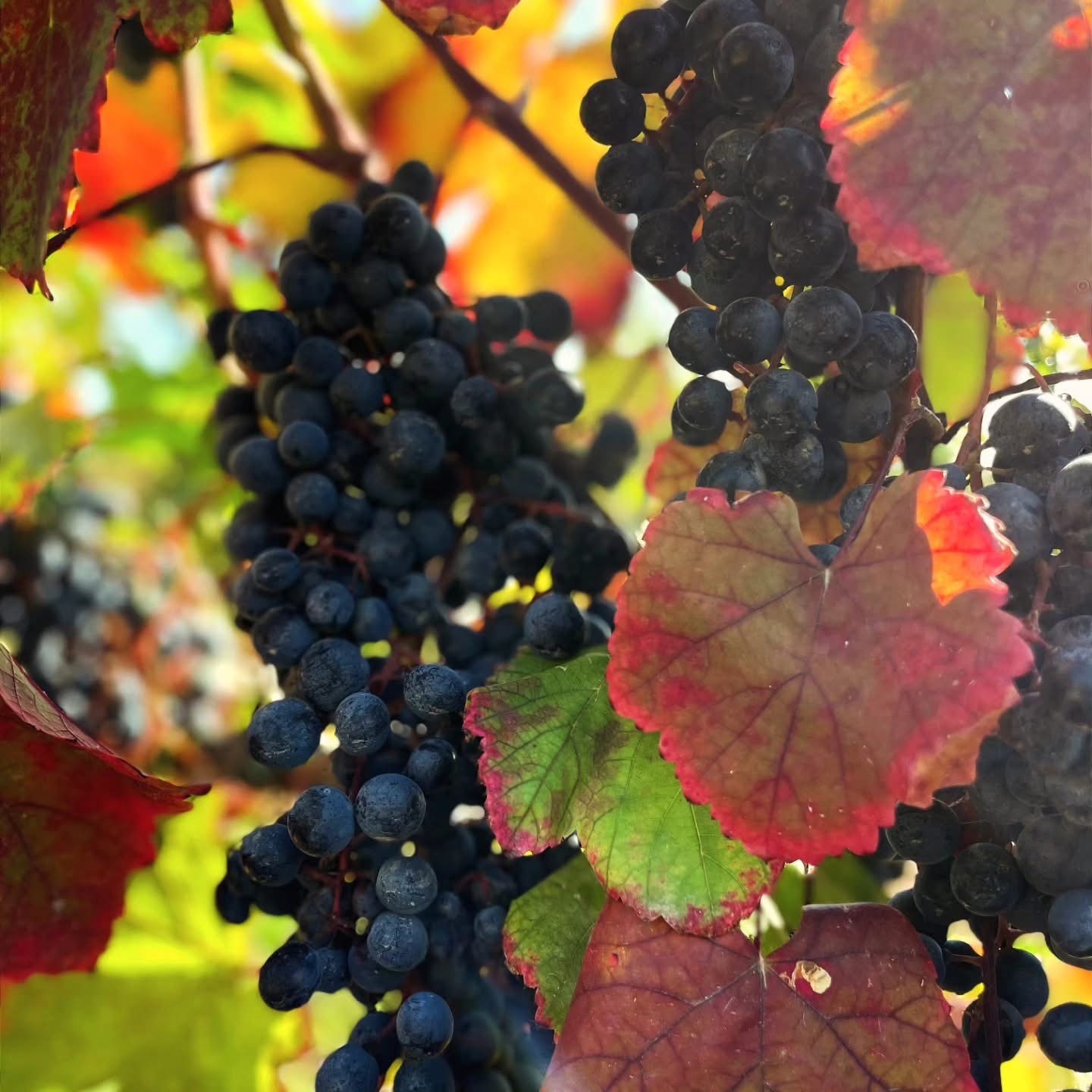 Machanents premium bottle presentation